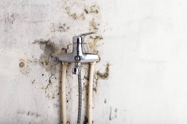Best Toxic Mold Removal  in Wilkes Barre, PA