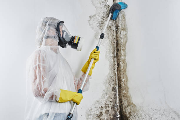 Office Mold Removal Services in Wilkes Barre, PA