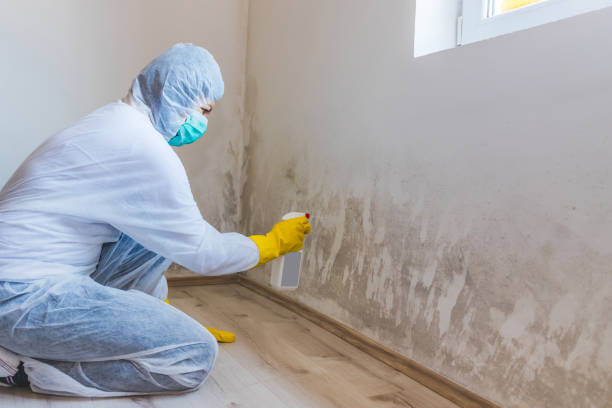 Mold Removal Process in Wilkes Barre, PA