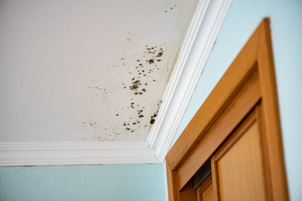 Best Local Mold Removal Service  in Wilkes Barre, PA