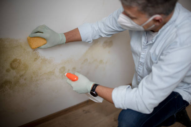 Trusted Wilkes Barre, PA Mold Removal Experts