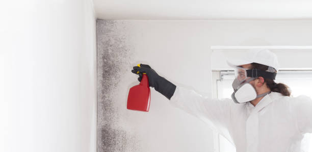 Best Mold Remediation  in Wilkes Barre, PA