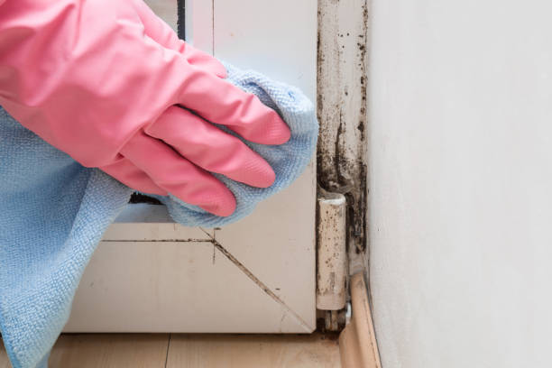 Best Mold Damage Repair  in Wilkes Barre, PA
