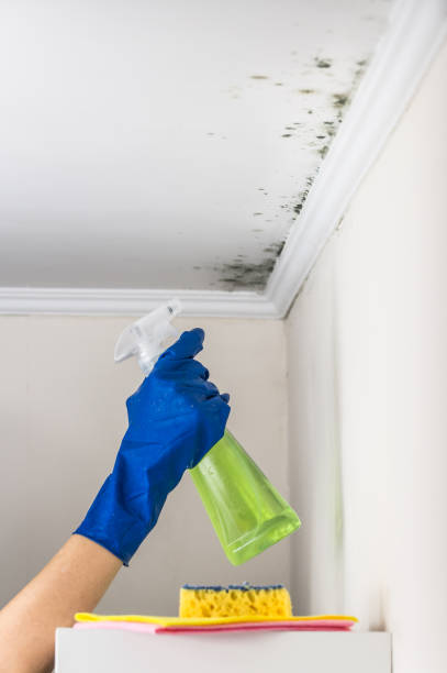 Best Residential Mold Removal  in Wilkes Barre, PA