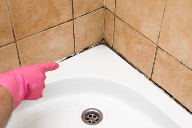 Best Mold Removal Specialists  in Wilkes Barre, PA